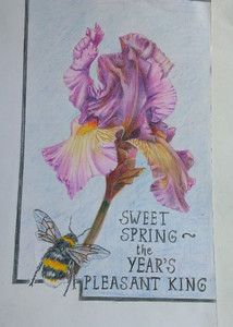 Chris B, Iris, coloured pencils.jpg